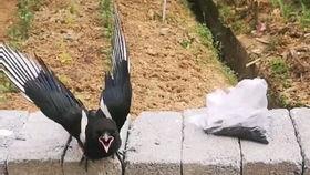 如何防喜鹊吃瓜,守护田园丰收秘诀