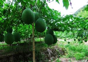 买的吊瓜怎么吃,解锁吊瓜多样吃法