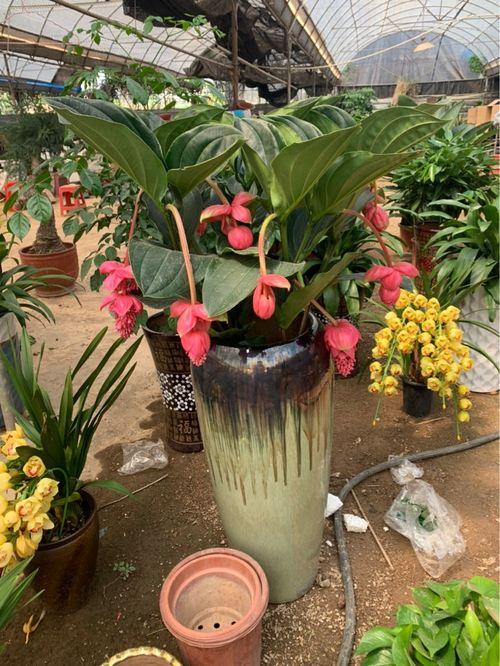 头条新手养什么花最好,最适合初学者的花卉推荐