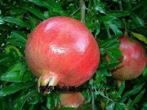 建水石榴今日头条,今日头条聚焦甜蜜果实，探寻千年古韵传承