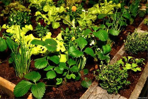 春天来了吃瓜的季节,畅享春日美味时光