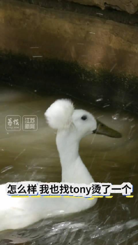 鸭子的网红,从田间到网络红星的蜕变