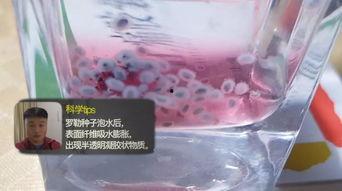 网红糖果爆料视频,爆款糖果背后的秘密大曝光！