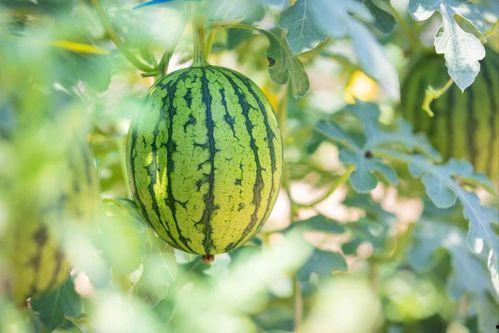 甘肃免费吃瓜的地方,免费畅享瓜田盛宴的秘境之旅