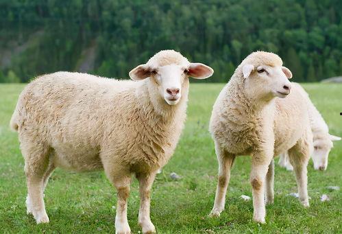 孕妇可以吃羊瓜尖吗,羊瓜尖的安全性探讨