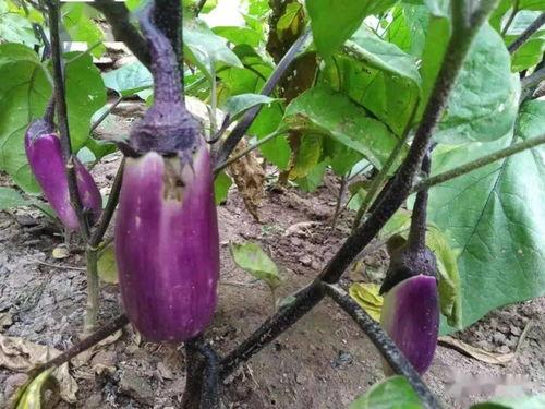 李大娘吃瓜,李大娘的瓜田奇遇记