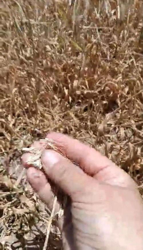 番薯爆料视频,揭秘视频背后的惊人真相