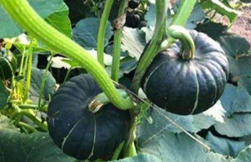 网红最新吃瓜地址