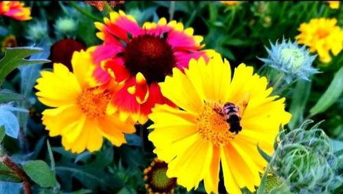 头条问答的字数,揭秘字数背后的故事与技巧