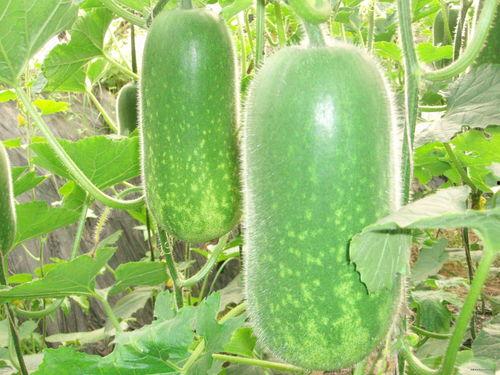 梦冗吃瓜,揭秘娱乐圈背后的那些事儿