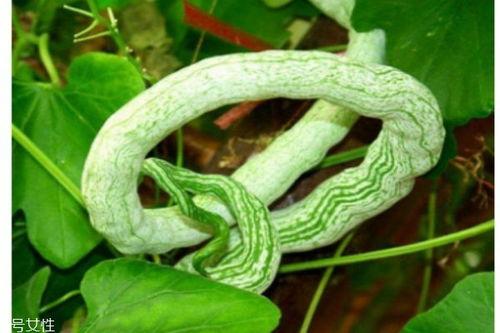 蛇瓜多久可以吃,从播种到品尝的等待之旅