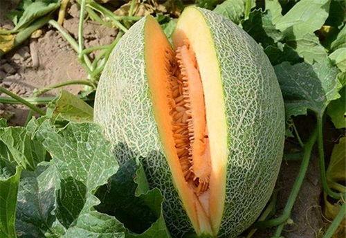 平常怎么吃哈密瓜,哈密瓜的多样食法探索