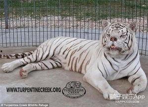 莱芜网红丑老虎是谁,揭秘网络红人的魅力与争议