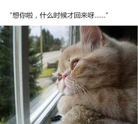 网红如花猫咪进电梯视频,萌态百出引网友热议