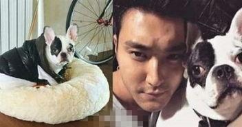 明星狗死亡,宠物界的璀璨明星陨落