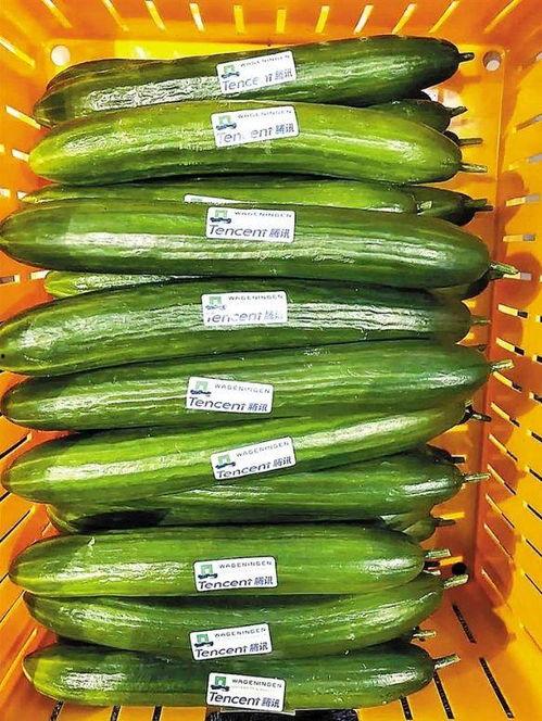 小瓜最新爆料是真的吗